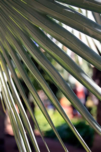 Balade dans le Jardin Majorelle à Marrakech