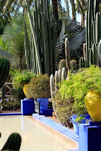Balade dans le Jardin Majorelle à Marrakech