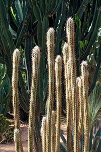 Balade dans le Jardin Majorelle à Marrakech