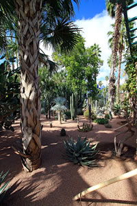 Balade dans le Jardin Majorelle à Marrakech