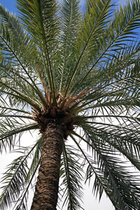 Balade dans le Jardin Majorelle à Marrakech