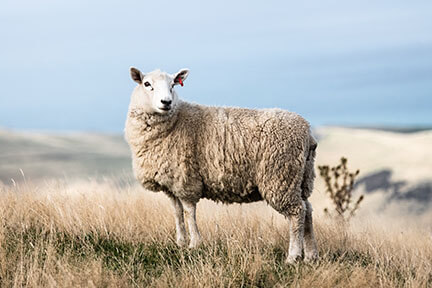 Actualit&eacute; : Pourquoi choisir la laine m�rinos en randonn�e ?