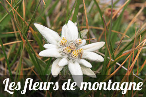 Actualit&eacute; : Les fleurs de montagne