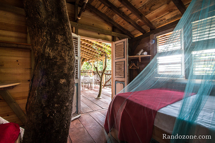 Bananes Vertes en Guadeloupe