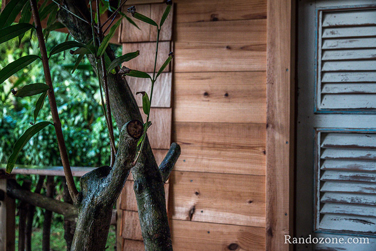 Bananes Vertes en Guadeloupe