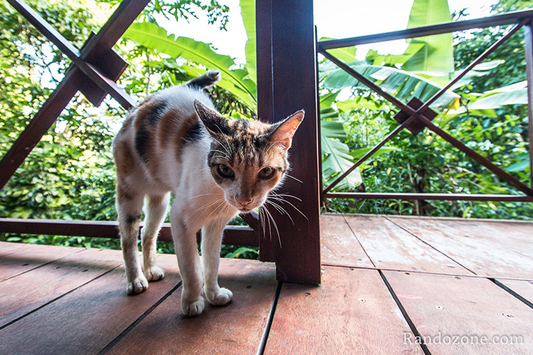 Ecolodges bungalows Arsenault en Guadeloupe
