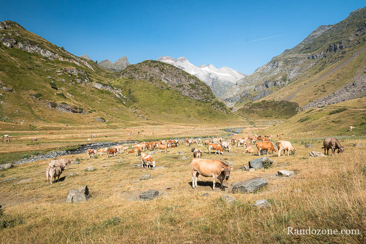 Troupeau de vaches dans les Pyrénées