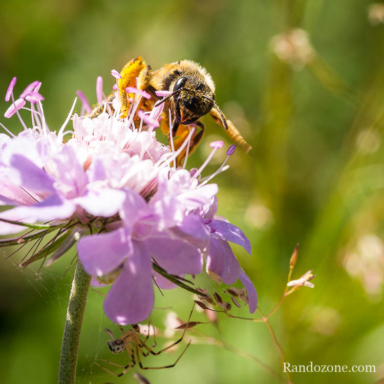 Abeille dans les Pyrénées