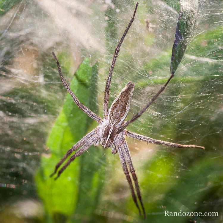 Araignée dans les Pyrénées
