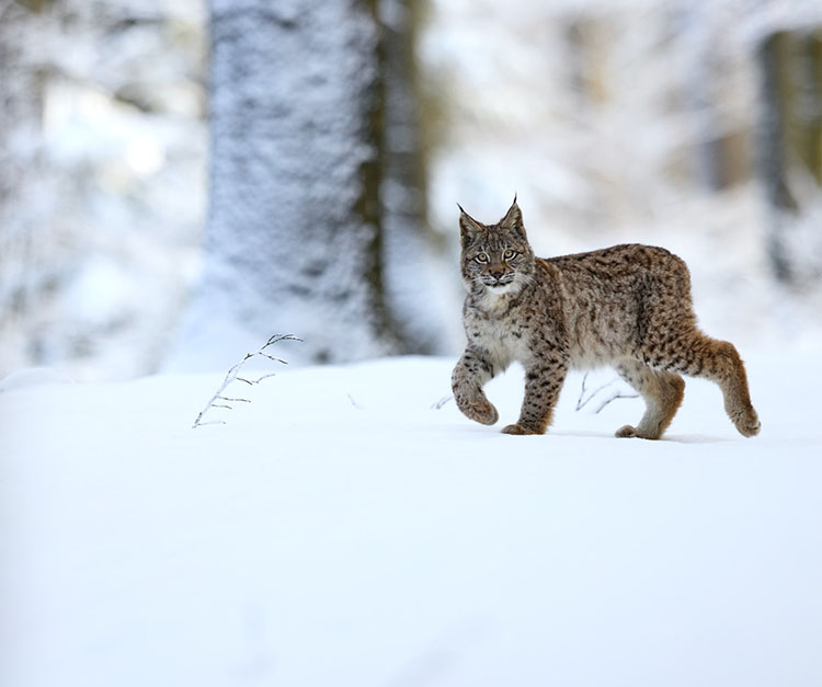 Lynx dans la forêt en hiver