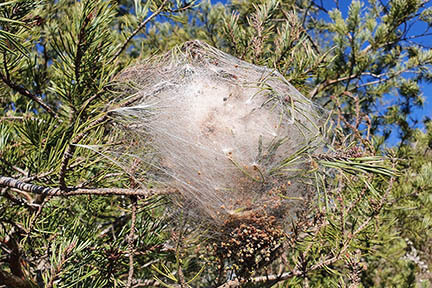 Actualit&eacute; : Attention aux chenilles processionnaires en randonn�e