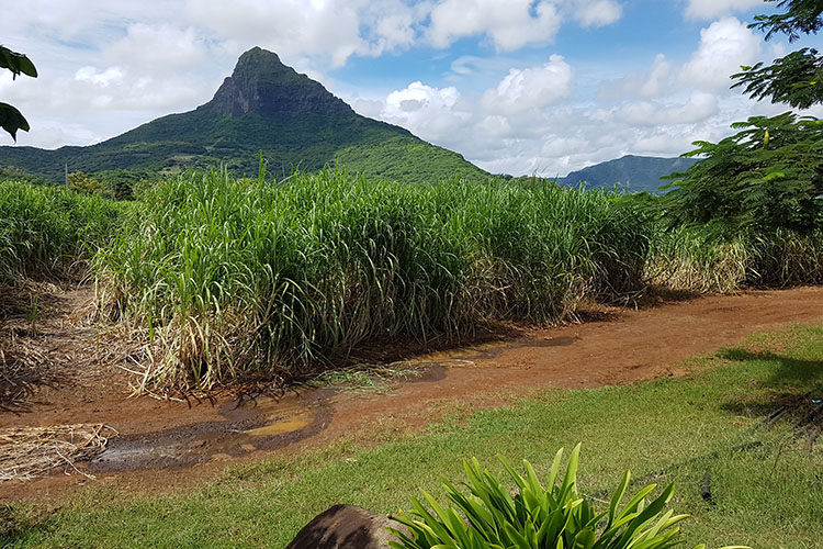 Randonnée sur l'île Maurice