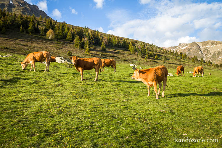 Randonner avec un chien dans les Pyrénées