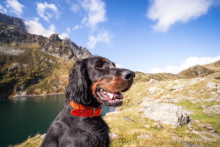 Randonner avec un chien dans les Pyrénées