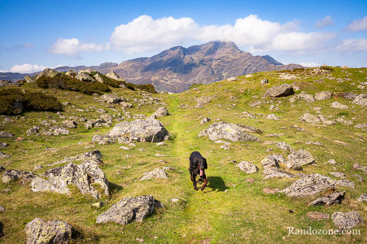 Randonner avec un chien dans les Pyrénées