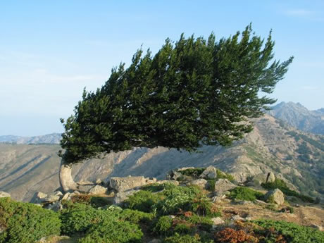 Arbres couchés par le vent
