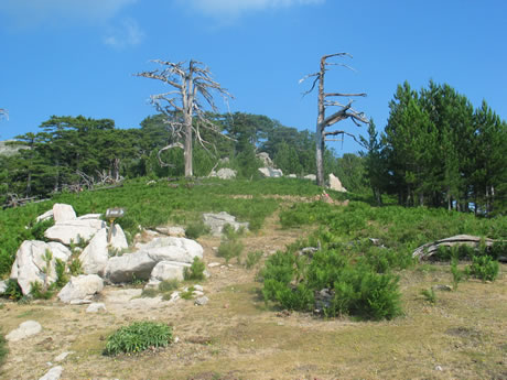 Bocca Palmente