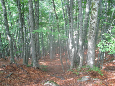 Sentier dans le forêt