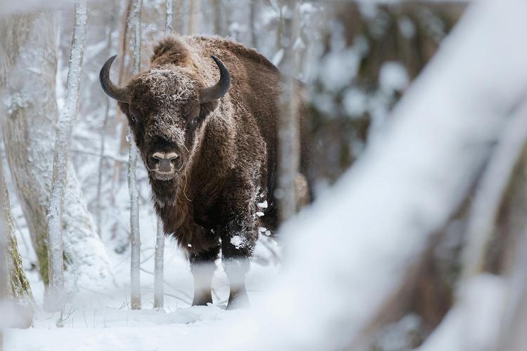 Bisons dans les bois, Białowieża, Pologne