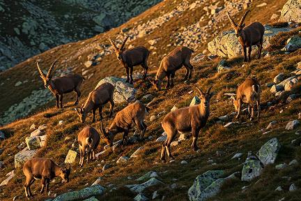 Actualit&eacute; : Bouquetin des Cerces : l�hiver meurtrier