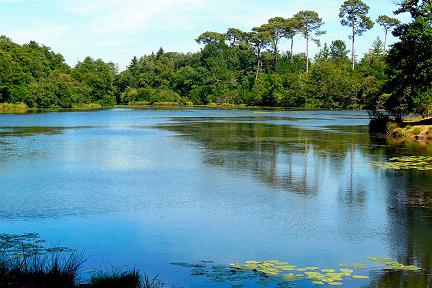 Flânerie à Ychoux : le sentier bleu vers l'étang de la Forge Actualité : Flânerie à Ychoux : le sentier bleu vers l'étang de la Forge