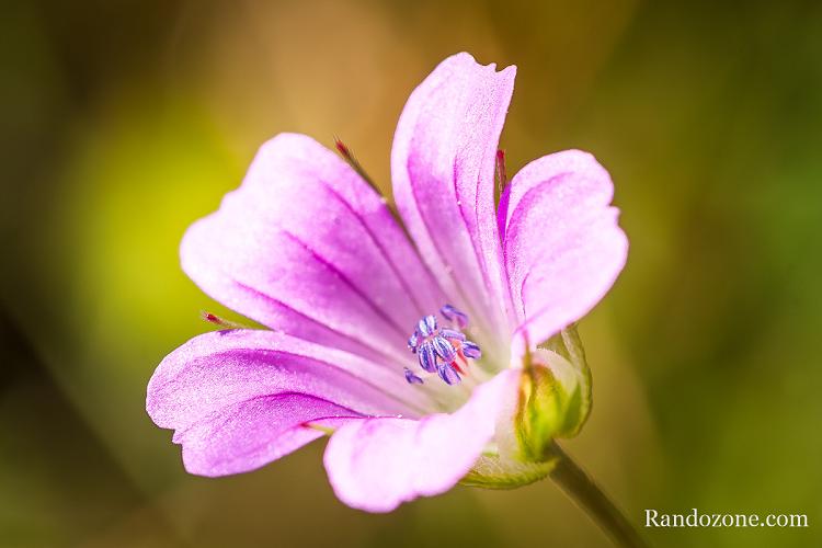 Macro dans les Pyr�n�es