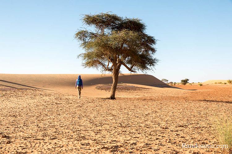 Marche dans le désert en Mauritanie