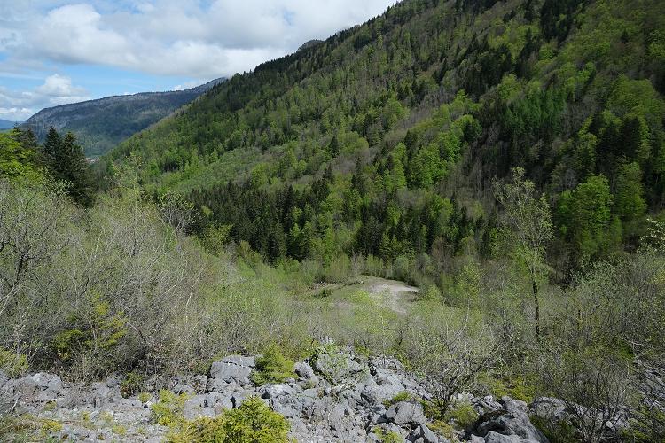 Forêt Domaniale de la Haute Fillière Forêt Domaniale de la Haute Fillière