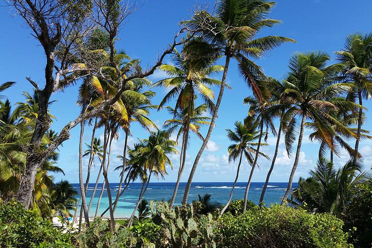 Paysage typique de la Martinique