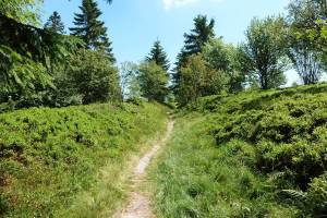 Circuit rando CDF07 : Les Myrtilles