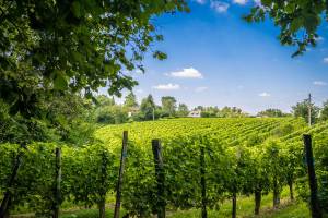 Artiguelouve - Coteaux de la Juscle