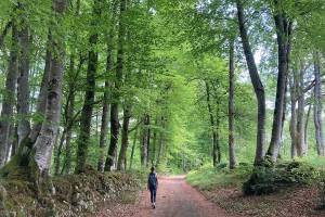 N°89 Randonnée Le Bédat : 12km à travers landes et forêts au départ d'Herrère Miniature