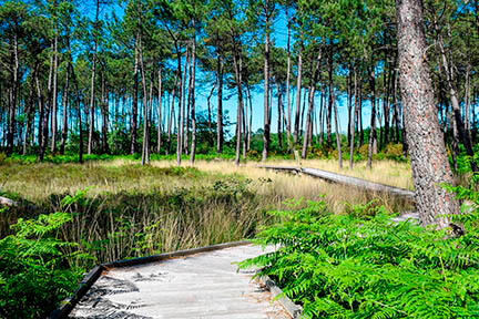 Actualit&eacute; : Circuit de la Tourbi�re : Randonn�e p�destre en boucle � Angoum� (40990)