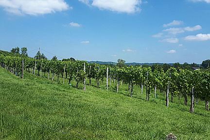 Randonnée au coeur des vignobles de Lasseube : les coteaux de la Bastarde Actualité : Randonnée au coeur des vignobles de Lasseube : les coteaux de la Bastarde