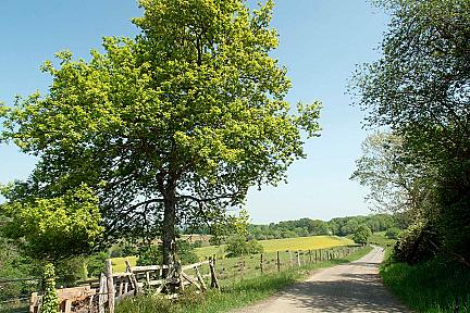 Randonnée facile à Saint-Goin : À la découverte des coteaux de Joos Actualité : Randonnée facile à Saint-Goin : À la découverte des coteaux de Joos