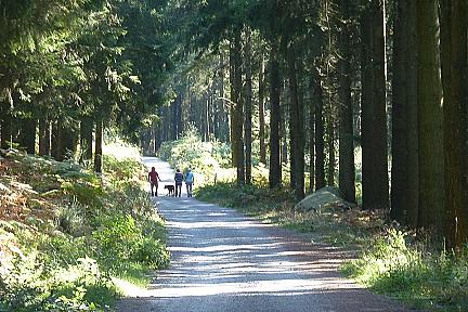Balade au coeur de la forêt de Chabrières : découvrez le circuit 7 Actualité : Balade au coeur de la forêt de Chabrières : découvrez le circuit 7