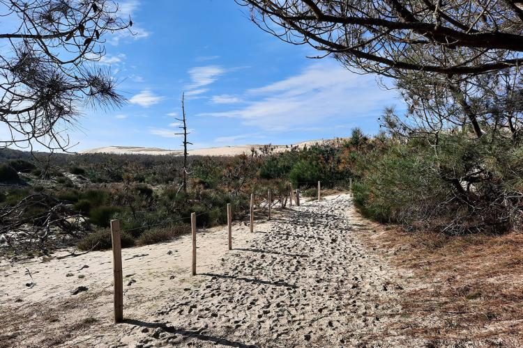 Sentier de la Linaire - Réserve Naturelle de Hourtin