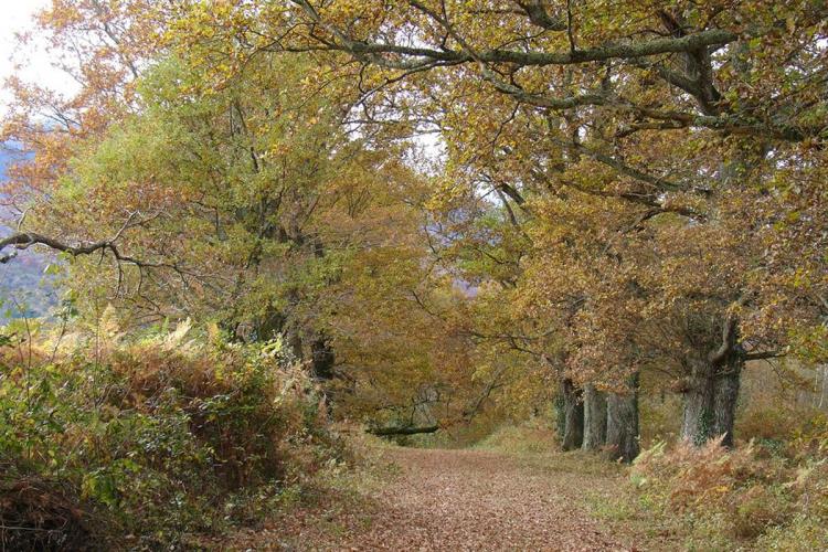 Les chênes à Buzy en Vallée d'Ossau