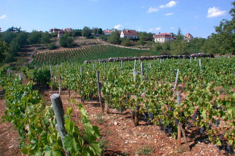 Dans les Vignes de Glanes