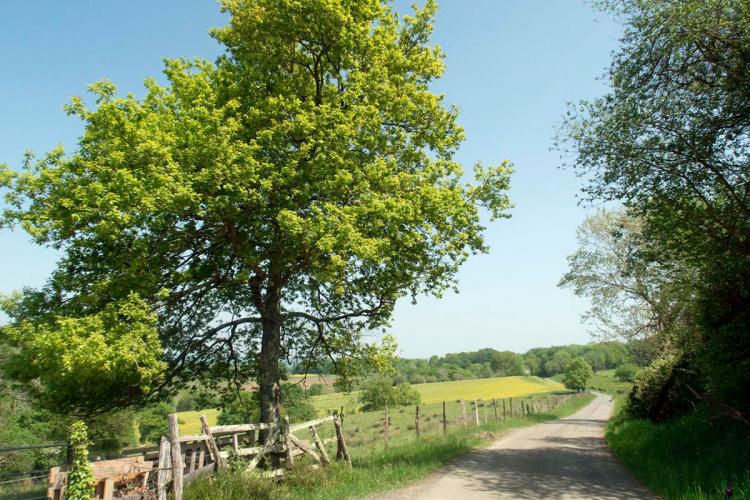 N°81 Les Coteaux de Joos
