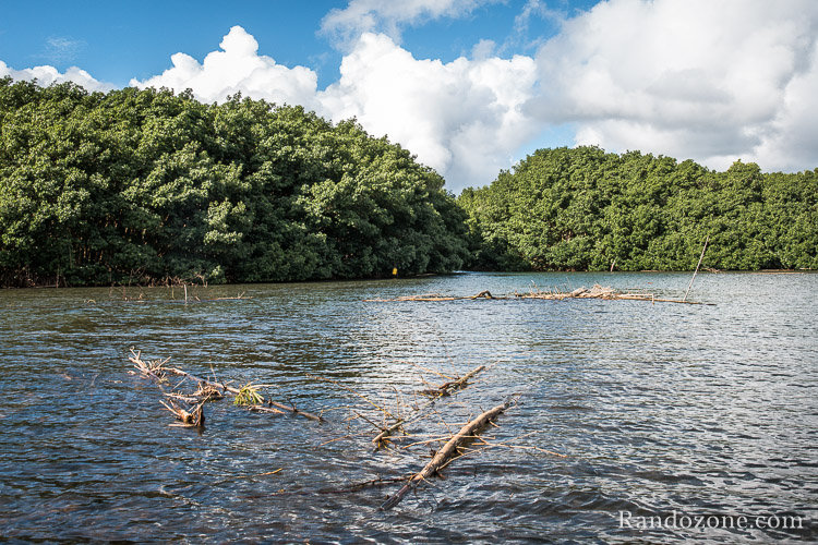 L'entrée de la mangrove