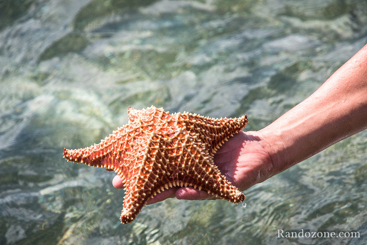 Etoile de mer en Guadeloupe