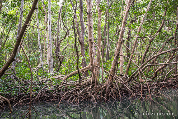 Mangrove au large de Sainte-Rose en Guadeloupe avec Blue Lagoon