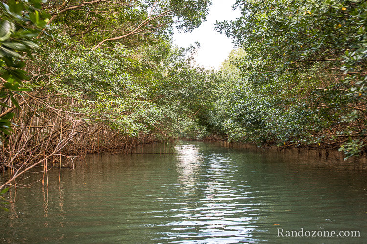 Nous progressons au coeur de la mangrove avec Blue Lagoon