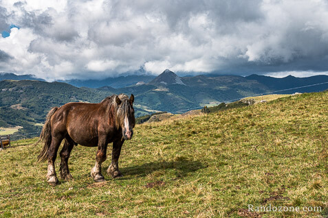 Nous croisons un cheval dans son champs