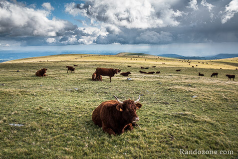 Troupeau de vaches Salers