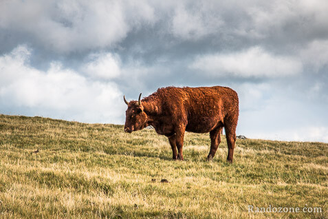 Vache Salers
