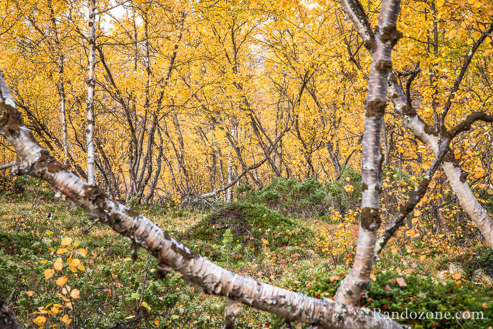 Randonne dans le parc national d'Abisko