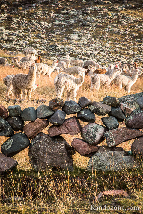 Etape 1 Trek de l'Apu : Cusco - Chillca (4350m) / Photo 2027