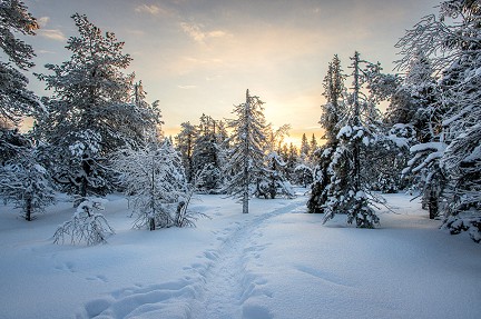 Randonn�e dans la for�t magique de Pikku Sy�te